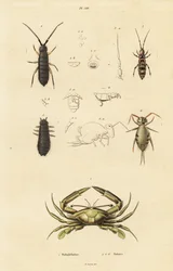 Crabe nageur et collemboles