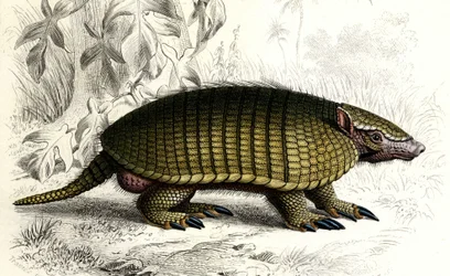 Tatou Encoubrt (Dasypus sexeinetus), mammifères édentés. Dans 
