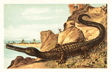 Teleosaurus cadomensis, espèce éteinte de crocodile marin