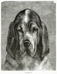 Le chien de Saint-Hubert. 1902 (litho)