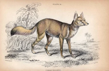 Le renard corsac, Vulpes Corsac - Lithographie par le Colonel Charles Hamilton Smith pour illustrer la Bibliothèque du Naturaliste: Chiens par Sir William Jardine, édition W. H Lizars, Édimbourg, Écosse
