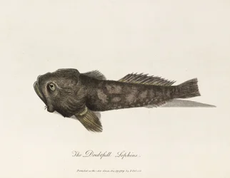 Le Lophius douteux