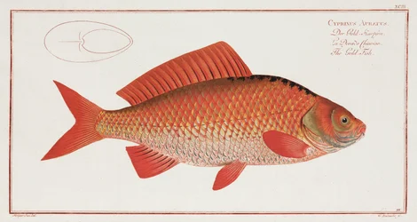 Le Poisson rouge