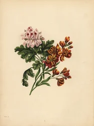 Le géranium d