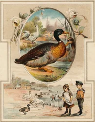 Le canard. Gravure dans "Mon premier Grand Alphabet". Édition Bernardin-Bechet, Paris, vers 1890. Illustrations par A. des Lilleuls. Pas de page, 46 pages. Dim : 31x22 cm.