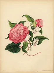 Le Camélia à feuilles de myrte ou Rose du Japon, La beauté est votre seule attraction ; Le Cyclamen persan, La défiance