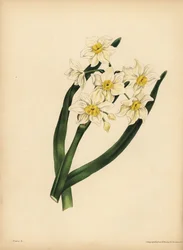 Le Narcisse à feuilles de flocon de neige, Égoïsme et amour-propre