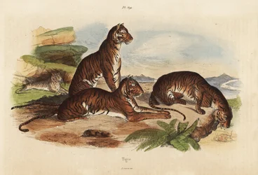 Tigres, Panthera tigris, en danger