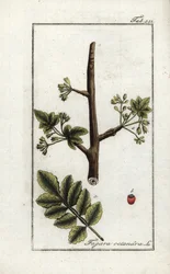 Gomme tomenteuse ou tacamahac (Elaphrium tomentosum)