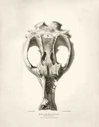 Toxodon Crane, un animal préhistorique trouvé par Charles Darwin près de Montevideo, Uruguay lors de son voyage d