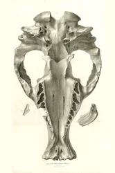 Toxodon Crane, un animal préhistorique trouvé par Charles Darwin près de Montevideo, Uruguay lors de son voyage d