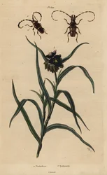 Trachyderes succinctus, Trachyderes mandibularis et Tradescantia virginiana
