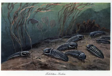 Trilobites, arthropodes marins fossiles de la famille des Trilobia, ayant vécu pendant le Paléozoïque, du Cambrien au Permien. Illustration en couleur par Heinrich Harder dans « Tiere der Urwelt » (Animaux de la préhistoire)