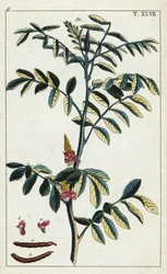 Indigo véritable, Indigofera tinctoria