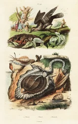 Coquilles de tun et torcol fourmilier
