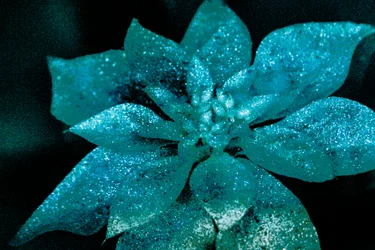 Poinsettia turquoise pour mon chéri, 2017