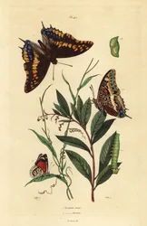 Pacha à deux queues ou empereur renard, Charaxes jasius, avec chrysalide et chenille 1, et papillon quatre-vingt-huit de Cramer, Diaethria clymena 2