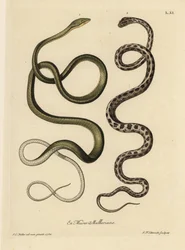 Deux serpents du Suriname : Serpent vert (serpent vert malais, Ahaetulla mycterizans ?) et serpent jarretière à carreaux, Thamnophis marcianus