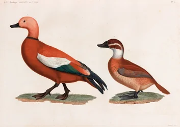 Deux illustrations en couleur de canards