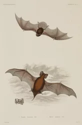 Deux types de chauve-souris