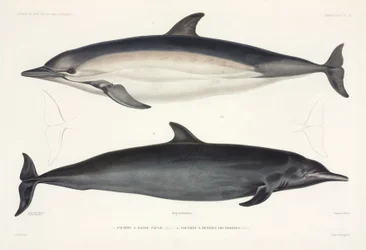 Deux types de dauphins