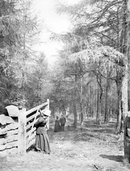 Royaume-Uni : Eaton Woods, vers 1890