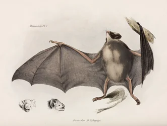 Chauve-souris vampire, Amérique du Sud, vers 1832-1836