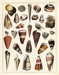 Variétés de coquillages, mollusques., 1841