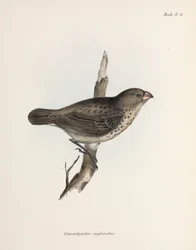 Pinson végétarien, îles Galápagos, vers 1832-1836