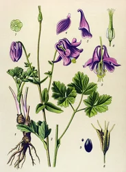 Plante vénéneuse : Ancolie commune (Aquilegia vulgaris)