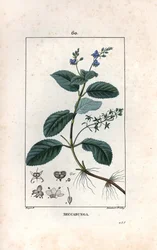 Véronique des ruisseaux ou cresson de cheval ou salade de chouette - Gravure par Lambert fils, d