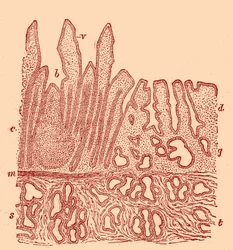 Section verticale de la membrane muqueuse