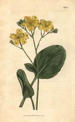 Villardie - Villarsia ovata (Trèfle d