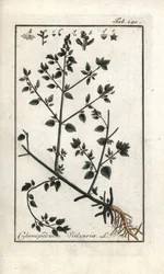 Vulvaire (Chenopodium vulvaria). Lithographie de « Afbeelding der Artseny-Gewassen » par Johannes Zorn (1739-1799), Pays-Bas