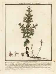 Germandrée des marais, Teucrium scordium