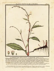 Renouée poivre d