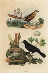 Mérion, Amytornis textilis, et merle commun avec nid et œufs, Turdus merula