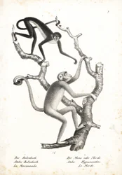 Singe-araignée à ventre blanc, Ateles belzebuth (en danger), et muriqui du nord, Brachyteles hypoxanthus (Ateles hypoxanthus), en danger critique. Lithographie par Karl Joseph Brodtmann de l