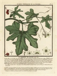 Bryone blanche, Bryonia alba