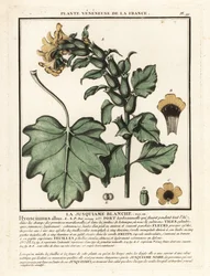 Jusquiame blanche, Hyoscyamus albus