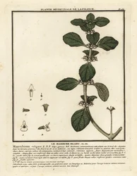 Marrube blanc, Marrubium vulgare
