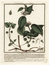 Lamier blanc, Lamium album