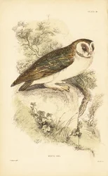 Chouette effraie ou effraie des clochers, Tyto alba, perchée sur un rocher