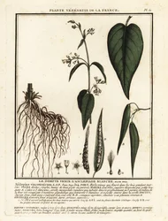 Dompte-venin blanc, Vincetoxicum hirundinaria