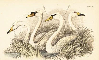 Cygne chanteur, cygne muet, cygne de Bewick