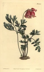 Cœur saignant sauvage, Dicentra formosa