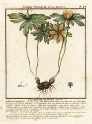 Hellébore d