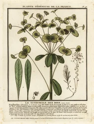 Euphorbe des bois, Euphorbia amygdaloides
