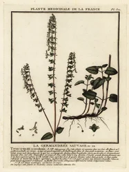 Germandrée des bois