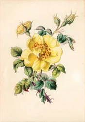 Rose ronce jaune, Rosa lutea